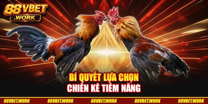 Bí quyết lựa chọn chiến kê tiềm năng Bí quyết lựa chọn chiến kê tiềm năng