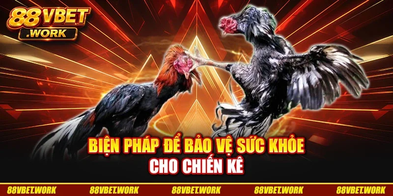 Biện pháp để bảo vệ sức khỏe cho chiến kê Biện pháp để bảo vệ sức khỏe cho chiến kê