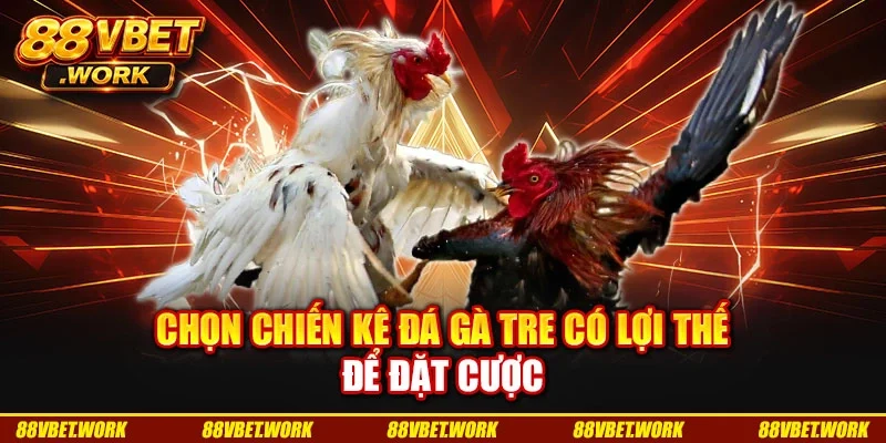 Chọn chiến kê đá gà tre có lợi thế để đặt cược Chọn chiến kê đá gà tre có lợi thế để đặt cược