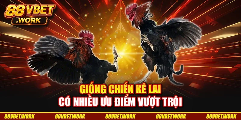 Giống chiến kê lai có nhiều ưu điểm vượt trội Giống chiến kê lai có nhiều ưu điểm vượt trội