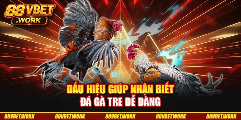 Dấu hiệu giúp nhận biết đá gà tre dễ dàng Dấu hiệu giúp nhận biết đá gà tre dễ dàng