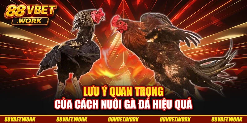 Lưu ý quan trọng của cách nuôi gà đá hiệu quả Lưu ý quan trọng của cách nuôi gà đá hiệu quả
