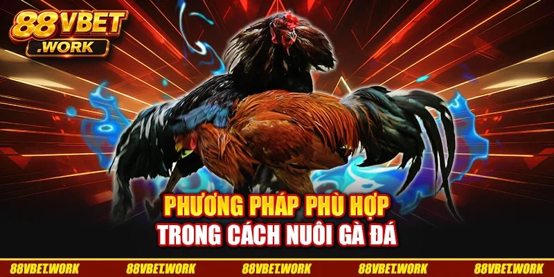 Phương pháp phù hợp trong cách nuôi gà đá Phương pháp phù hợp trong cách nuôi gà đá