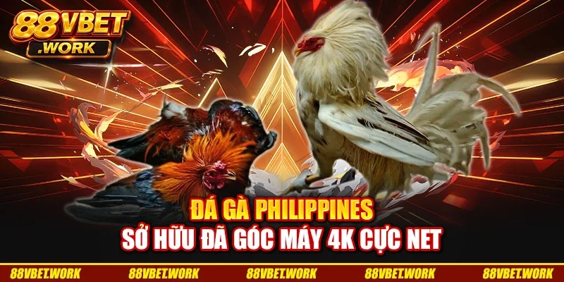 Đá gà Philippines sở hữu đã góc máy 4K cực net